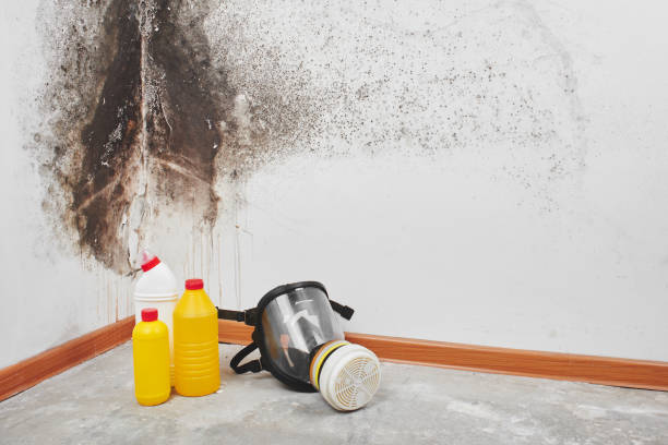 Best Mold Removal Company Near Me  in Round Rock, TX