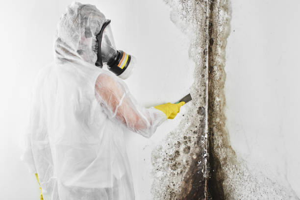 Best Mold Removal Process  in Round Rock, TX