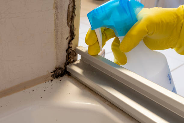 Home Mold Removal in Round Rock, TX