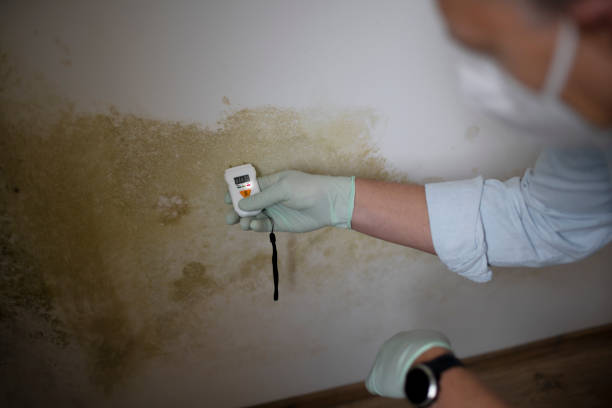 Best Emergency Mold Removal  in Round Rock, TX