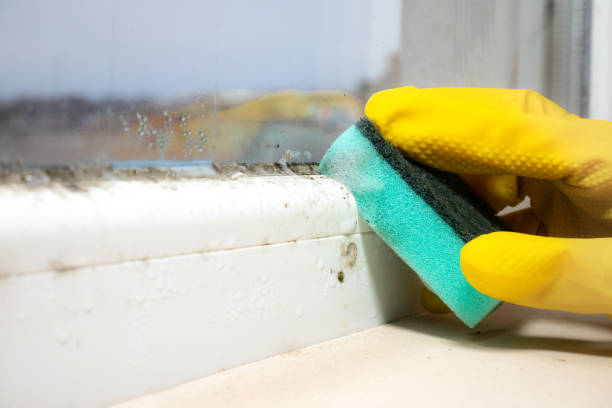 Mold Removal Process in Round Rock, TX