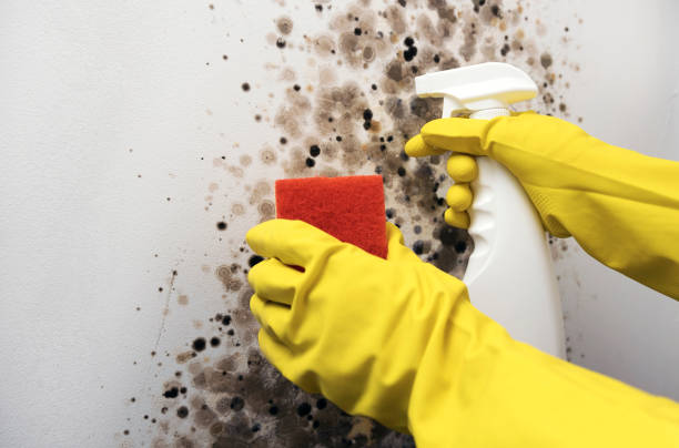 Best Mold Damage Repair  in Round Rock, TX