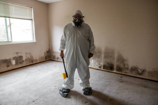 Best Black Mold Removal  in Round Rock, TX