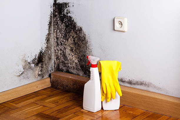 Best Local Mold Removal Service  in Round Rock, TX
