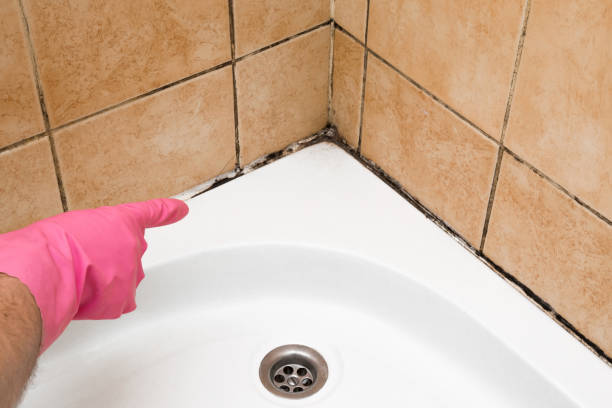 Best Black Mold Removal  in Round Rock, TX